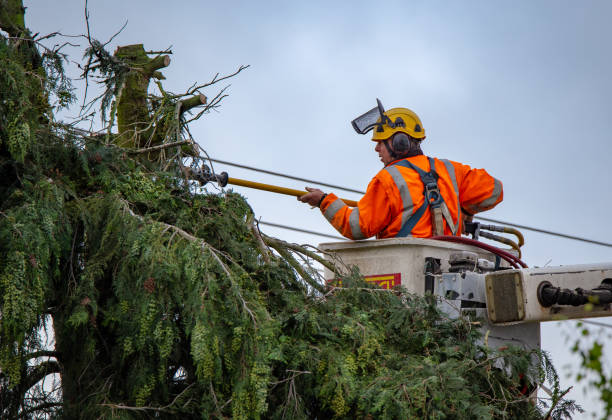 Professional Tree Care in Alvin, TX